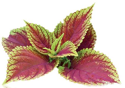 Coleus Forskolia als Teil von Reduslim