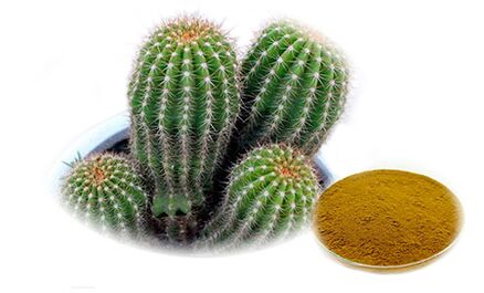 Hoodia gordoni als Teil von Reduslim
