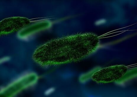 Die Ursache der Gastritis ist ein Bakterium - Helicobacter